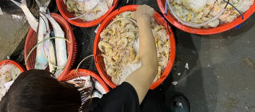 Sorting prawns and fish on ice at the stall